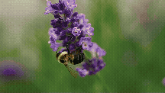 Pollinator Experience Walnut Grove